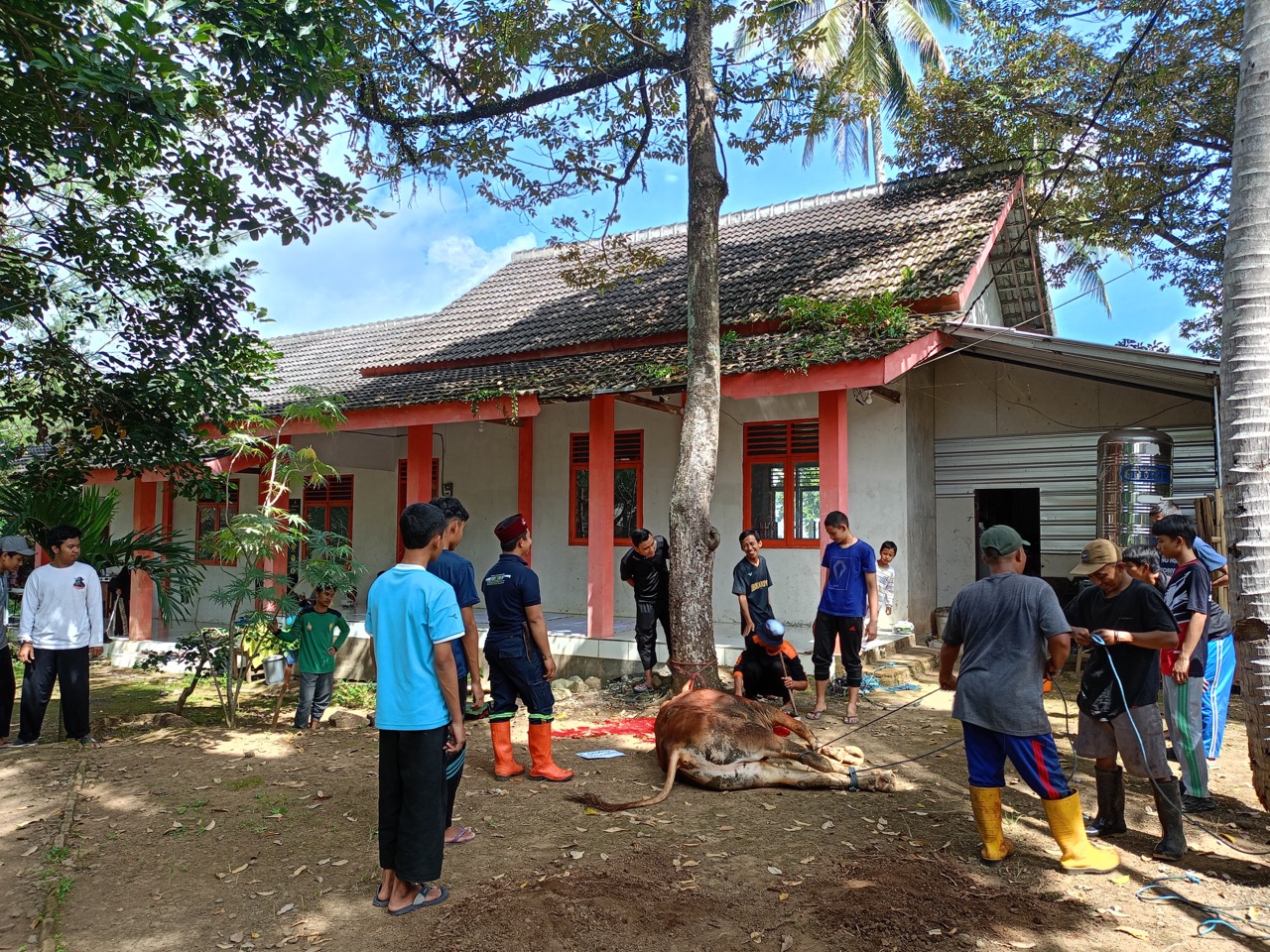 Laporan Penyelenggaraan Kurban 1445 H di Yayasan Ibnu Katsir
